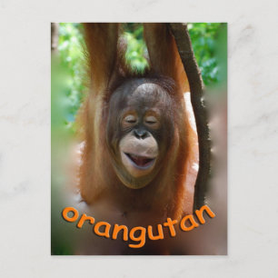 Carte Postale Joyeux Orangoutan