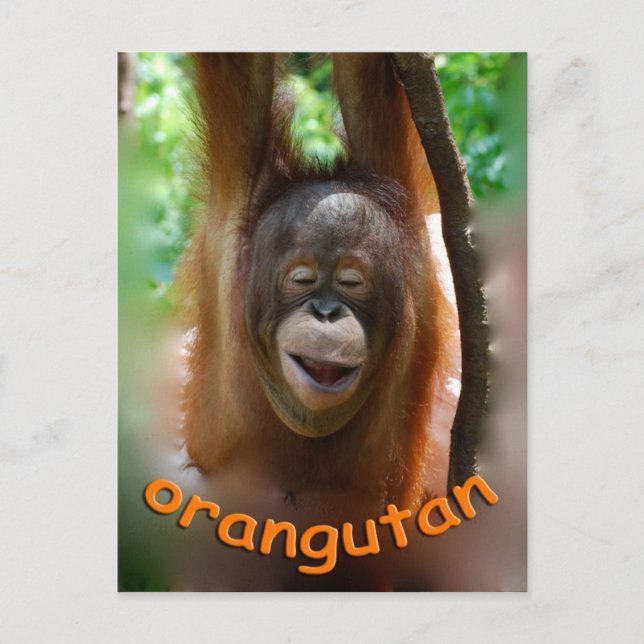 Carte Postale Joyeux Orangoutan (Devant)