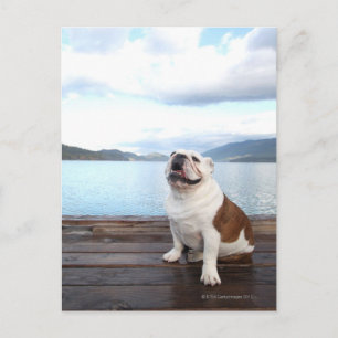 Carte Postale joyeux taureau assis sur le pont près du lac