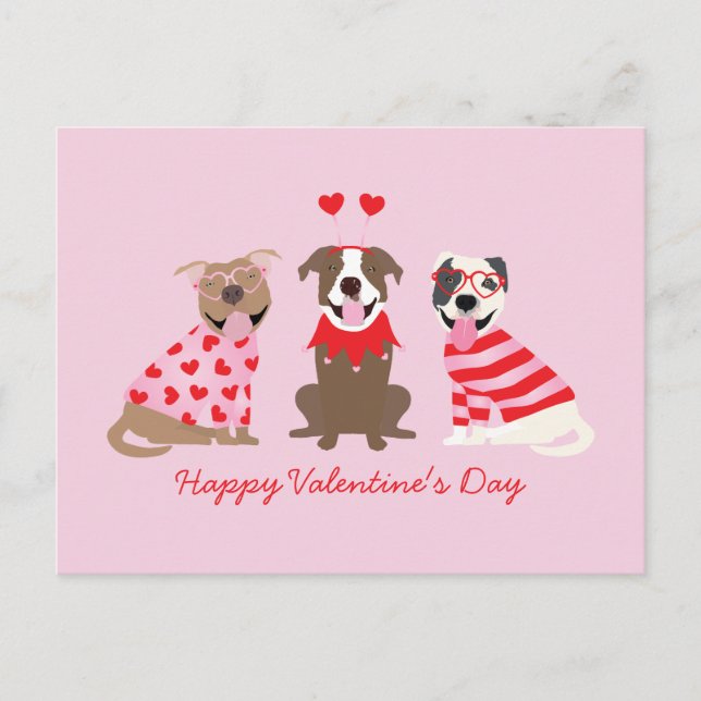 Carte Postale Joyeux Valentines Day American Pit Bull Terriers (Devant)