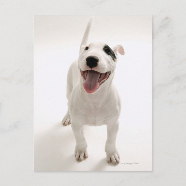 Carte Postale Joyful Bull terrier (Devant)