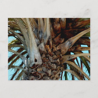 Carte Postale "Joyful Palm" Close up, top of tree with blue sky