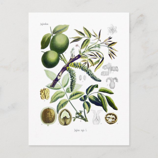 Carte Postale Juglans regia (noyer) (Devant)
