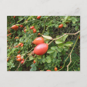 Carte postale Juicy Red Rose Hips