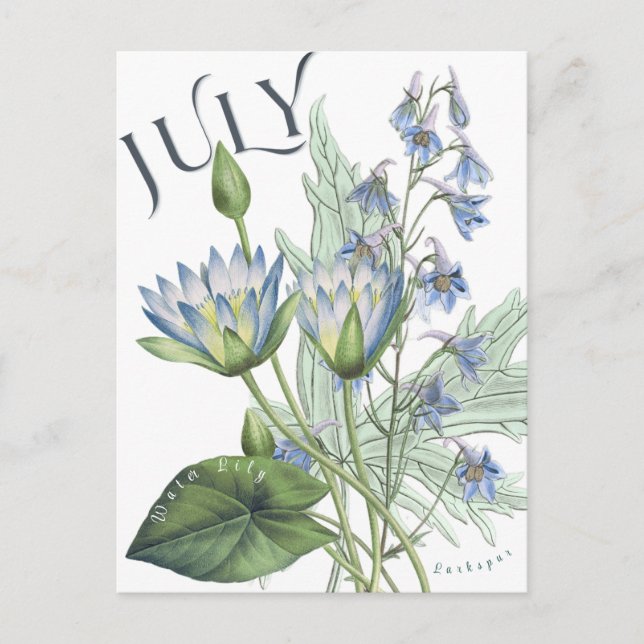 Carte Postale Juillet Mois Fleurs Larkspur Eau Lily Fancy (Devant)