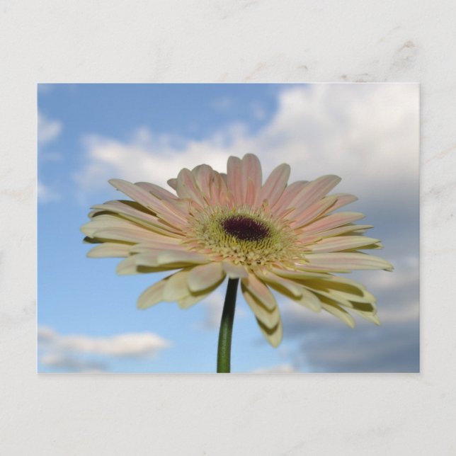 Carte Postale Juin Gerbera Flower in the Sky (Devant)
