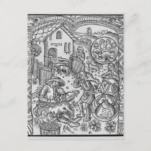 Carte Postale Juin, tonte des moutons, Gemini