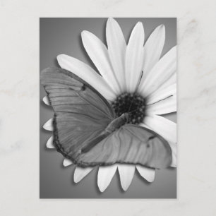 Carte Postale Julia Butterfly sur Daisy