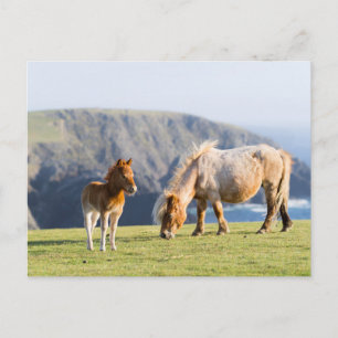 Carte Postale Jument avec poulain, îles Shetland, Écosse