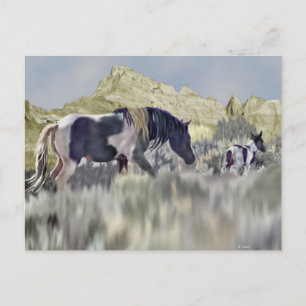 Carte Postale Jument et poulain de Mustang sauvage