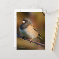Junco à sourcils foncés sur un membre