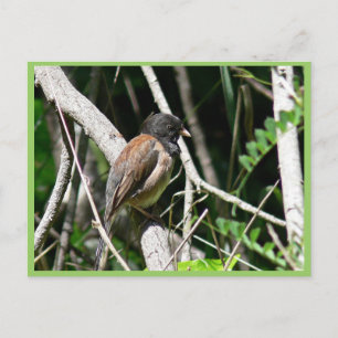 Carte Postale junco aux yeux foncés