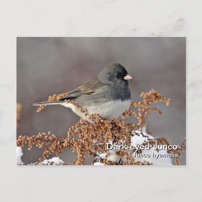 Carte postale Junco aux yeux sombres (Devant)