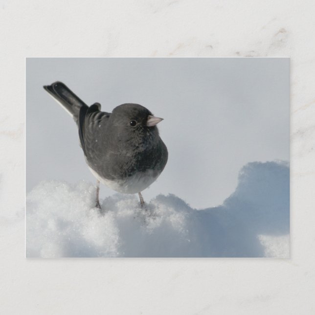 Carte Postale Junco aux yeux sombres (Devant)