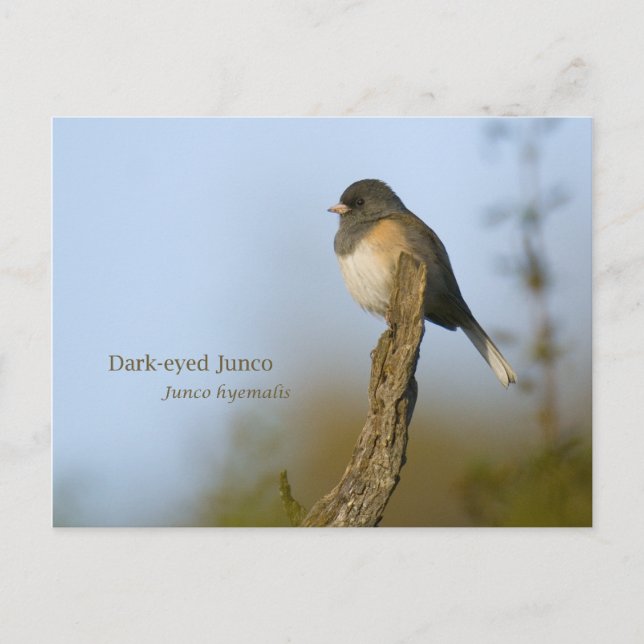 Carte Postale Junco aux yeux sombres (Devant)