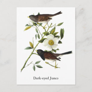 Carte Postale Junco aux yeux sombres - John James Audubon