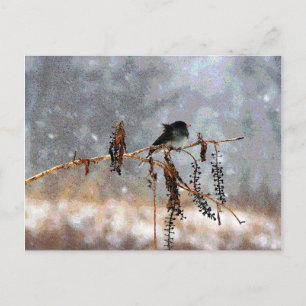Carte Postale Junco dans la neige