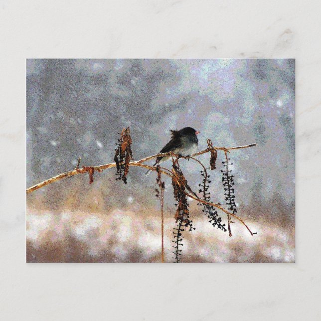 Carte Postale Junco dans la neige (Devant)