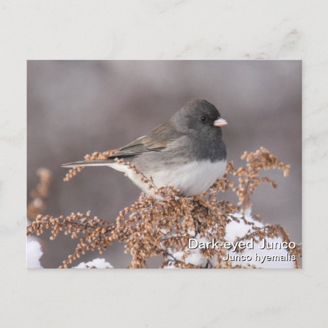 Carte Postale Junco Foncé-eyed (Devant)