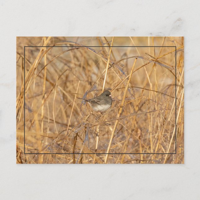 Carte Postale Junco Sur L'Herbe Icy (Devant)