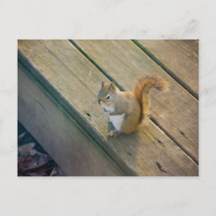 Carte Postale Junges rotes Eichhörnchen / jeune écureuil rouge