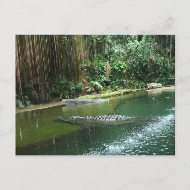 Carte Postale Jungle (Devant)