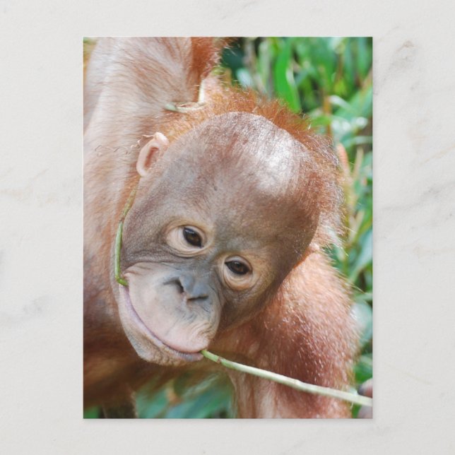 Carte Postale Jungle Dental Floss Orangutan sur l'île de Bornéo (Devant)