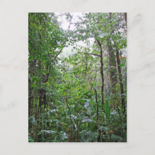Carte Postale jungle sauvage