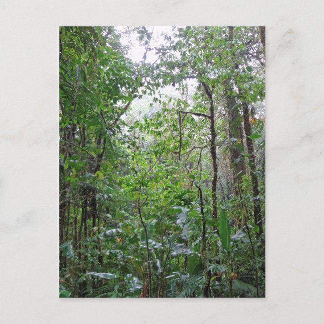 Carte Postale jungle sauvage (Devant)