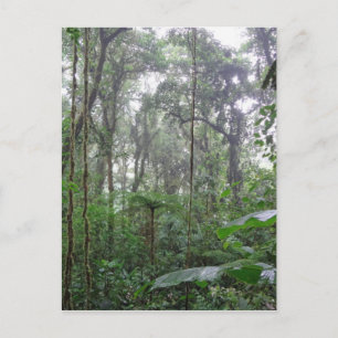 Carte Postale jungle verte