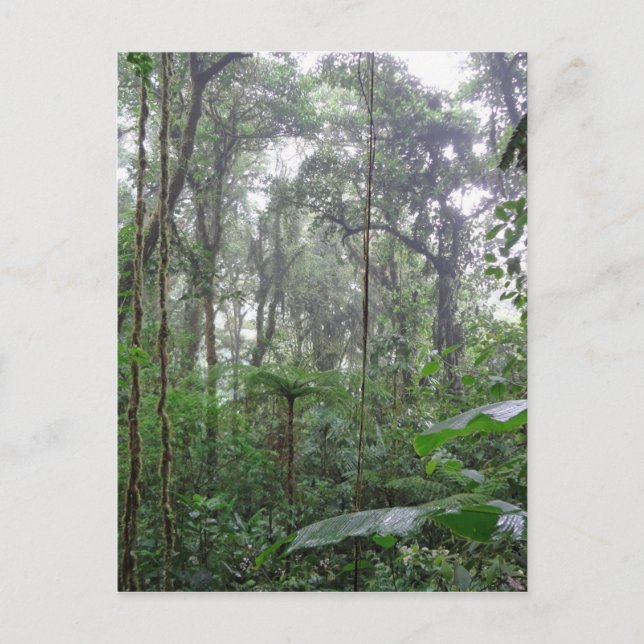 Carte Postale jungle verte (Devant)