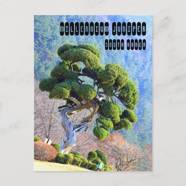 Carte Postale Juniper du millénaire à Gapyeong Corée (Devant)