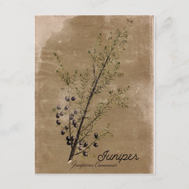 Carte postale Juniper vintage Style (Devant)