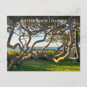 Carte postale Jupiter Florida Grappes océaniques e