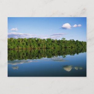 Carte Postale Juruena, Brésil. Rive boisée de la rivière reflété