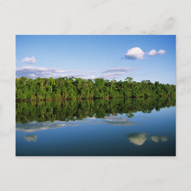 Carte Postale Juruena, Brésil. Rive boisée de la rivière reflété (Devant)