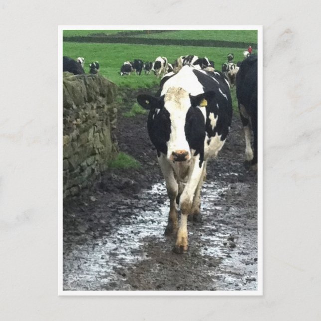Carte Postale "Jusqu'à ce que les vaches rentrent chez elles (Devant)