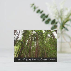 Carte Postale Jusqu'aux séquoias I à Muir Woods National Monumen