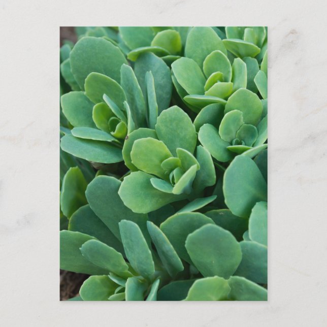 Carte Postale Just Sedum (Devant)