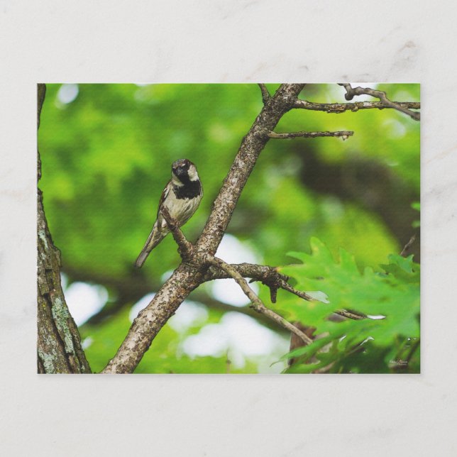 Carte Postale Juste Assis Autour (Devant)