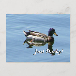 Carte Postale Juste Ducky !
