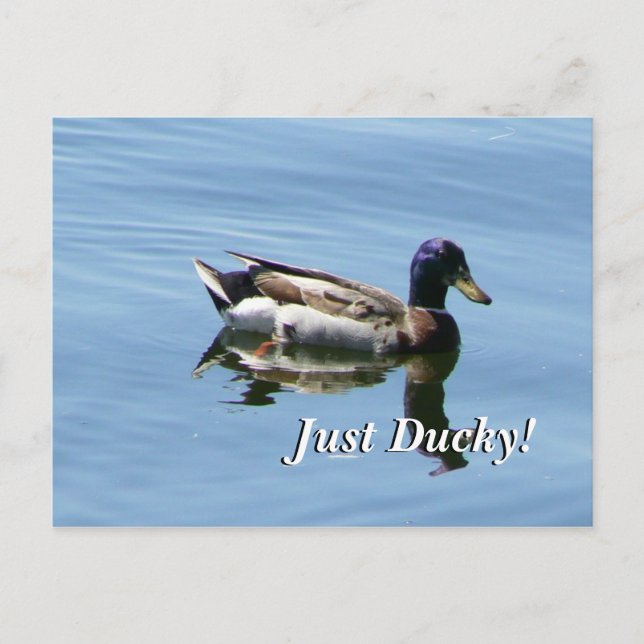 Carte Postale Juste Ducky ! (Devant)