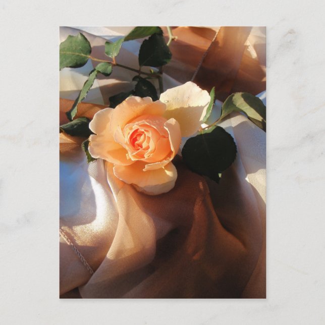 Carte Postale juste joey orange rose (Devant)