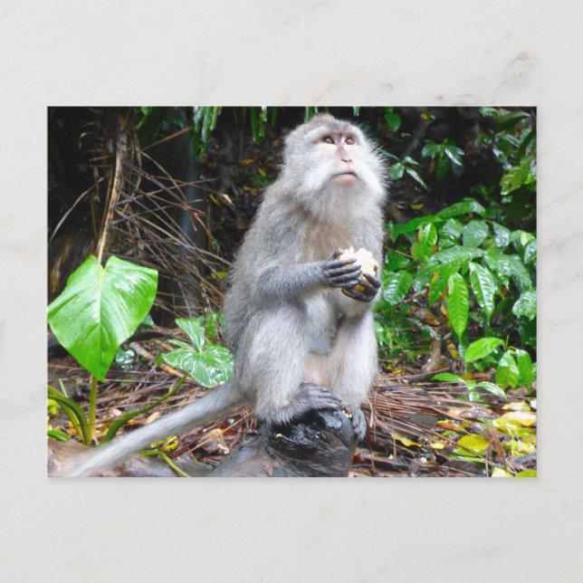 Carte Postale Juste Monkearound (Devant)