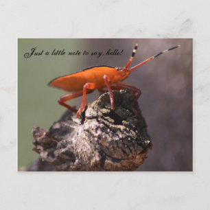 Carte Postale Juste un petit mot pour dire bonjour !