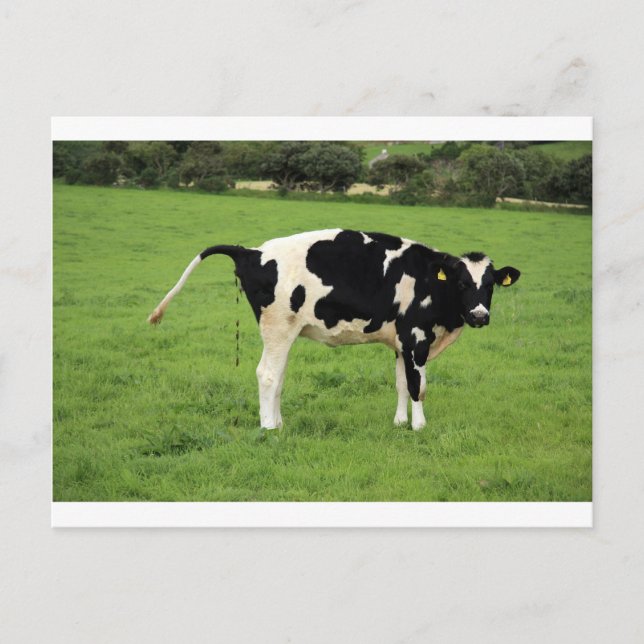 Carte Postale kackende Kuh (Devant)