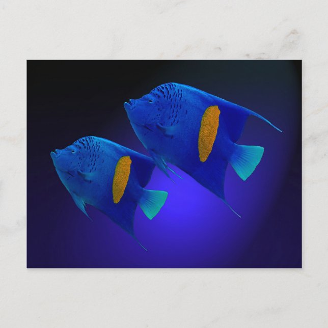 Carte Postale Kaiserfischpaar (Devant)