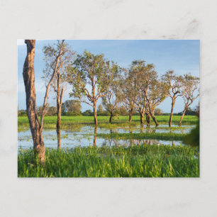 Carte Postale Kakadu billabong Territoire du Nord Australie