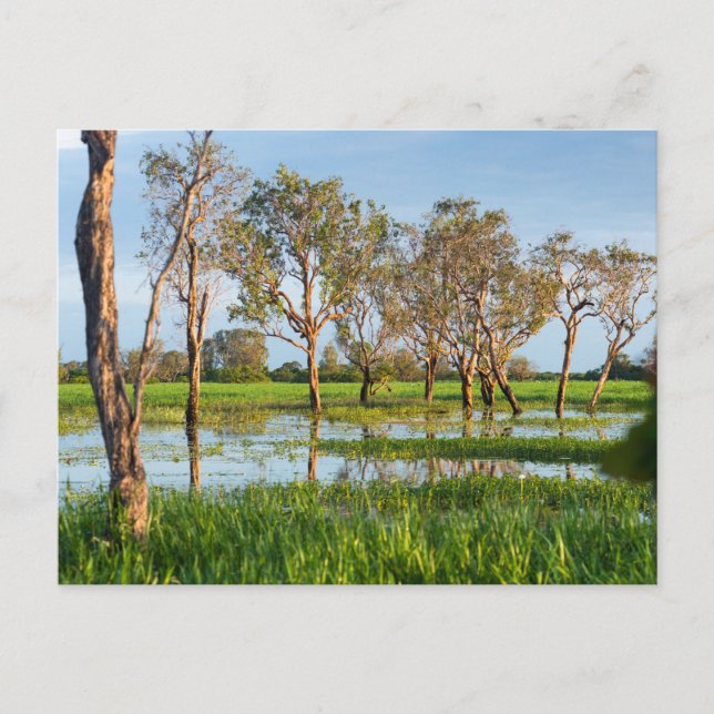 Carte Postale Kakadu billabong Territoire du Nord Australie (Devant)