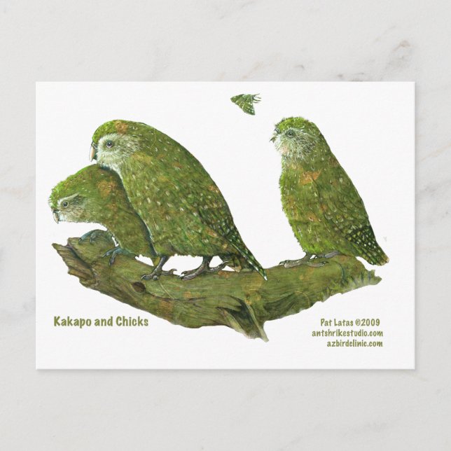 Carte Postale kakapo et poussins (Devant)